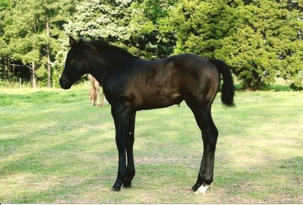 Magnum's Midnight Star, 4 days old